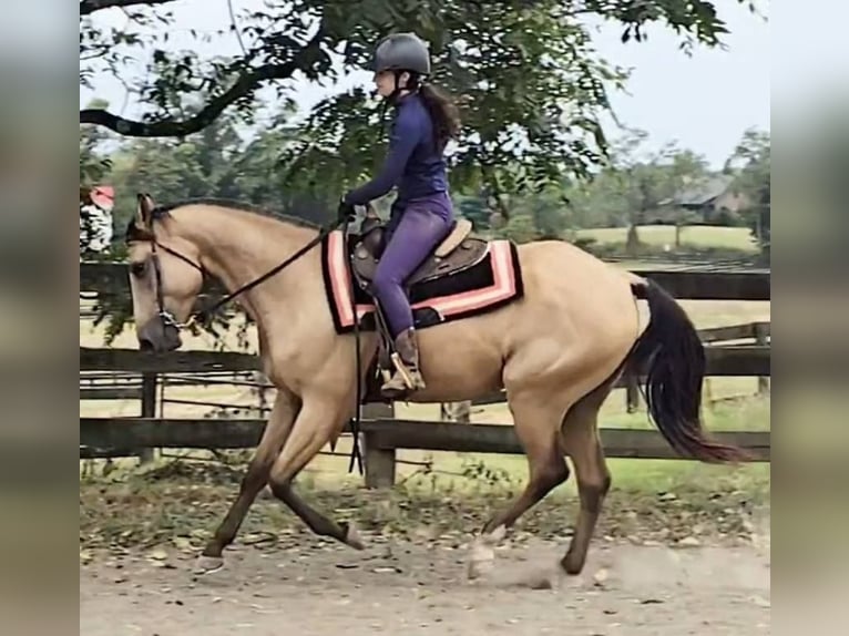 American Quarter Horse Gelding 5 years 15,3 hh Buckskin in Jeffersonton