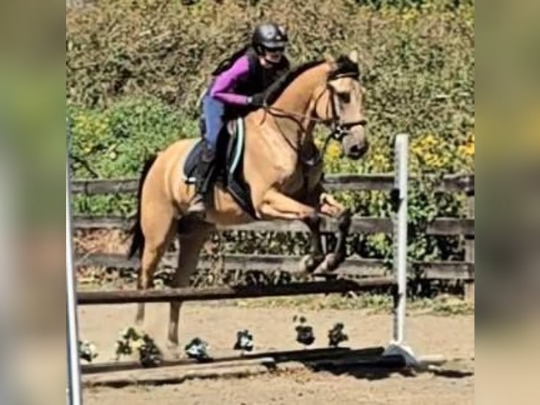 American Quarter Horse Gelding 5 years 15,3 hh Buckskin in Jeffersonton