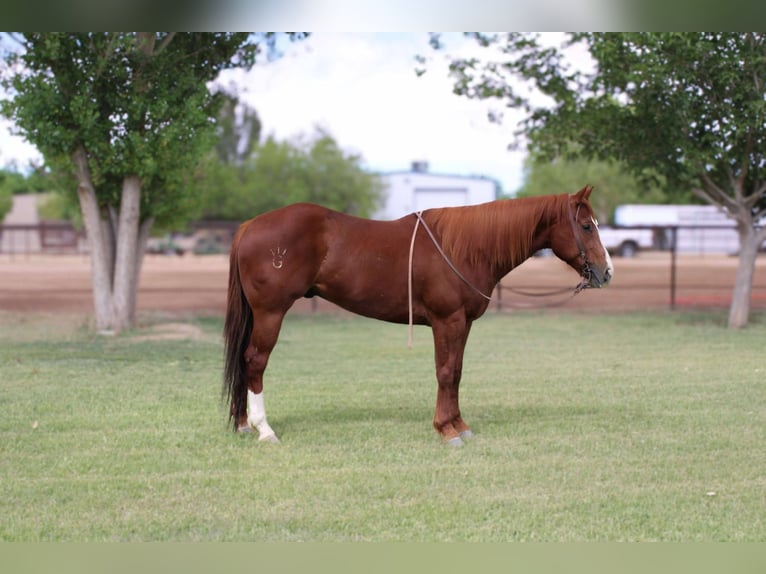 American Quarter Horse Gelding 5 years 15,3 hh Chestnut in El Paso TX