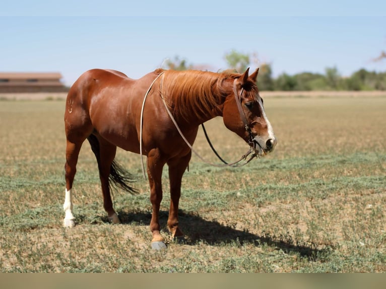 American Quarter Horse Gelding 5 years 15,3 hh Chestnut in El Paso TX