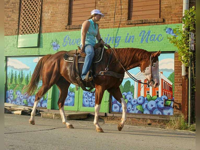 American Quarter Horse Gelding 5 years 15,3 hh Chestnut in Rusk TX