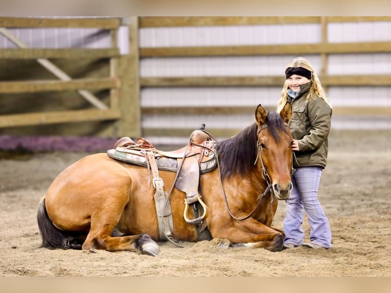 American Quarter Horse Gelding 5 years 15.3 hh Dun in Crab Orchard