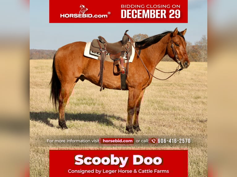 American Quarter Horse Gelding 5 years 15.3 hh Dun in Crab Orchard