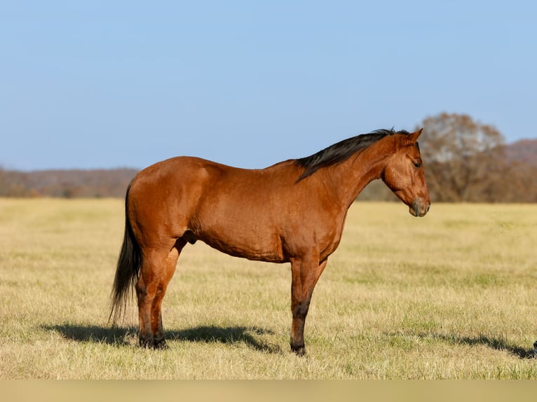 American Quarter Horse Gelding 5 years 15.3 hh Dun in Crab Orchard
