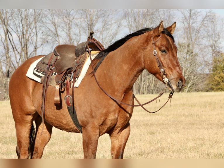 American Quarter Horse Gelding 5 years 15.3 hh Dun in Crab Orchard