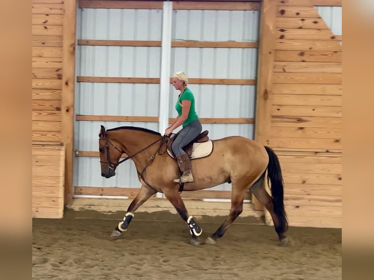 American Quarter Horse Mix Gelding 5 years 15,3 hh Dun in Narvon, PA