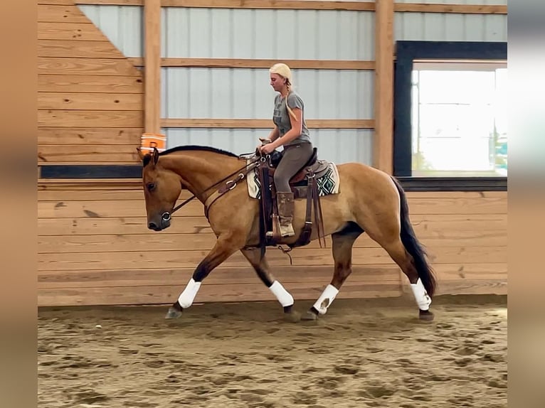 American Quarter Horse Mix Gelding 5 years 15,3 hh Dun in Narvon, PA