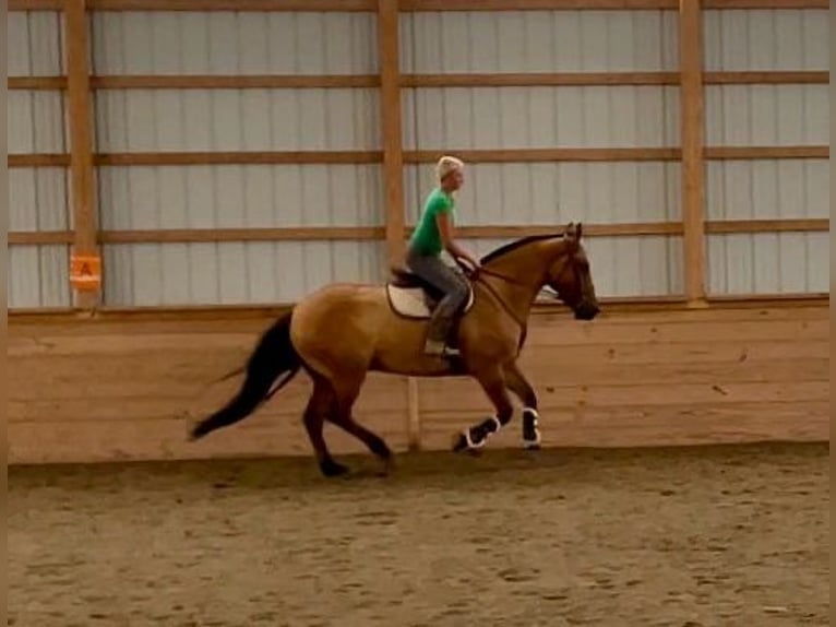 American Quarter Horse Mix Gelding 5 years 15,3 hh Dun in Narvon, PA