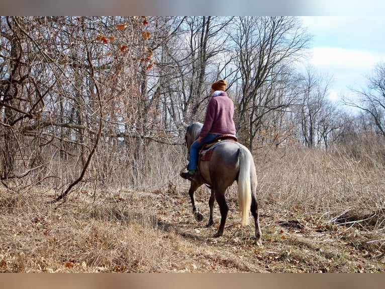 American Quarter Horse Gelding 5 years 15,3 hh Gray in Highland MI