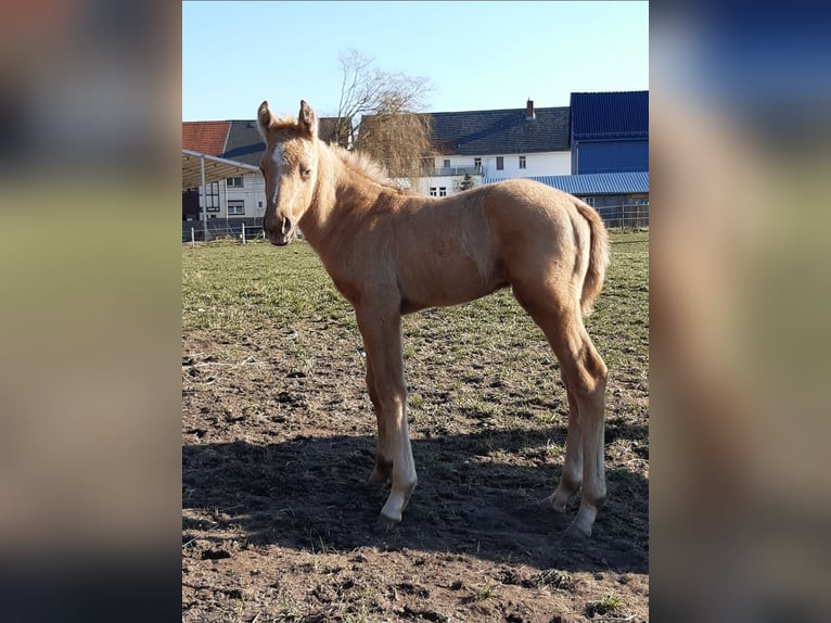 American Quarter Horse Gelding 5 years 15.3 hh Grey in Kirchhain