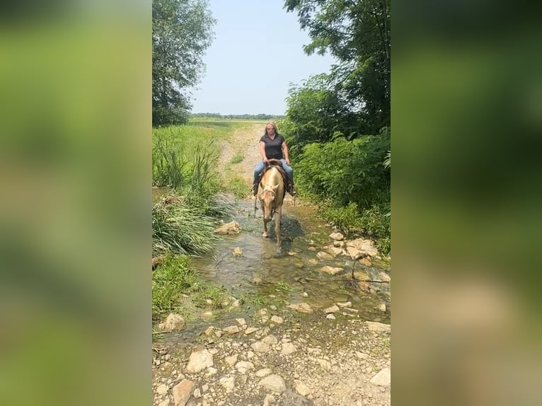 American Quarter Horse Gelding 5 years 15,3 hh Palomino in Henderson