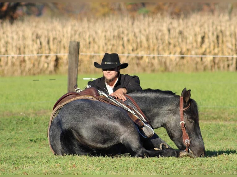 American Quarter Horse Mix Gelding 5 years 15,3 hh Roan-Blue in Rebersburg, PA