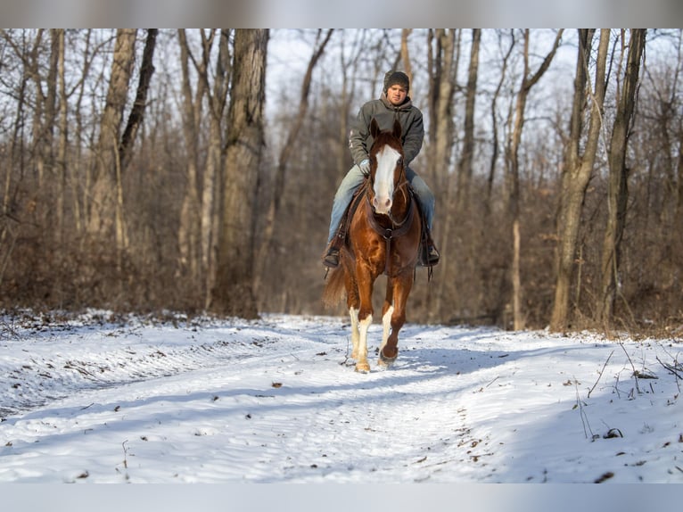 American Quarter Horse Gelding 5 years 15,3 hh Sorrel in Fredericksburg, OH