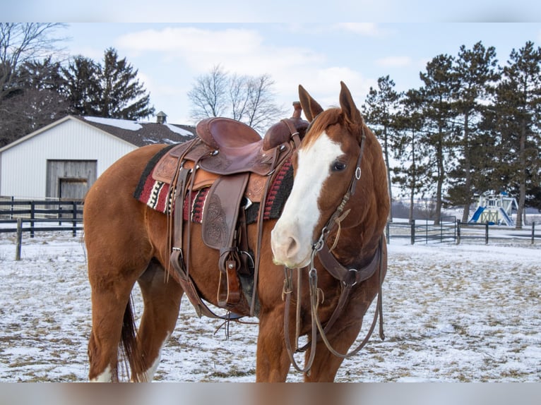 American Quarter Horse Gelding 5 years 15,3 hh Sorrel in Fredericksburg, OH