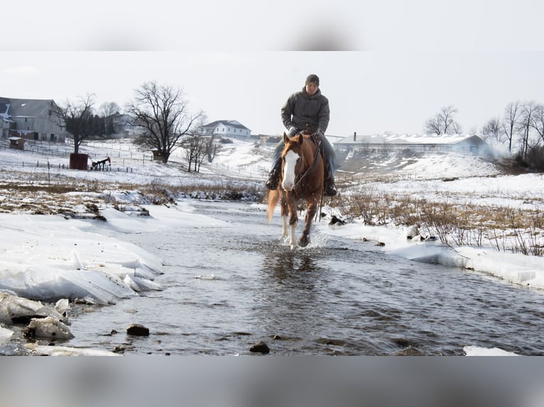 American Quarter Horse Gelding 5 years 15,3 hh Sorrel in Fredericksburg, OH