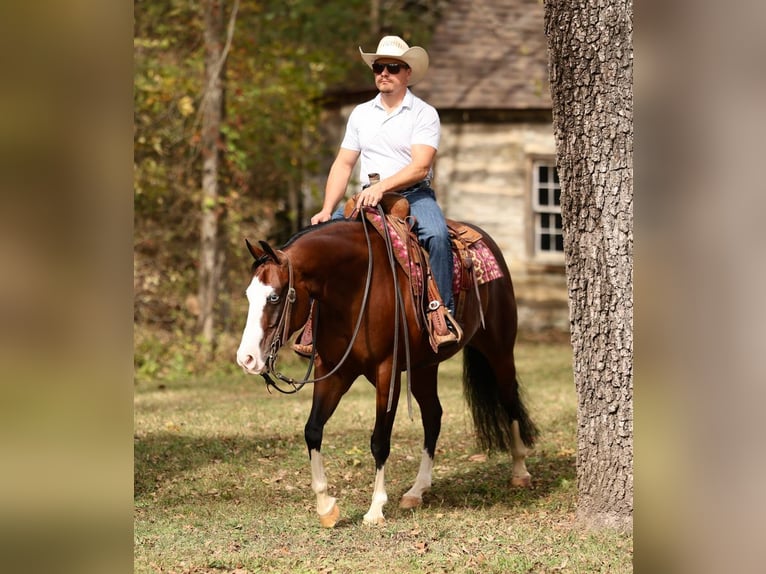 American Quarter Horse Gelding 5 years 15 hh Bay in Buffalo