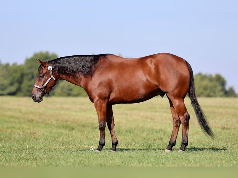 American Quarter Horse Gelding 5 years 15 hh Bay in Elkland
