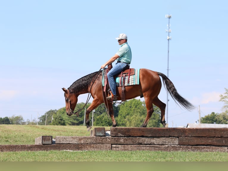 American Quarter Horse Gelding 5 years 15 hh Bay in Elkland