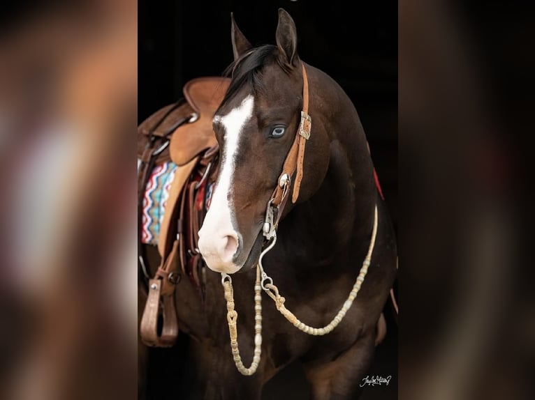 American Quarter Horse Gelding 5 years 15 hh Bay in Madisonville, KY