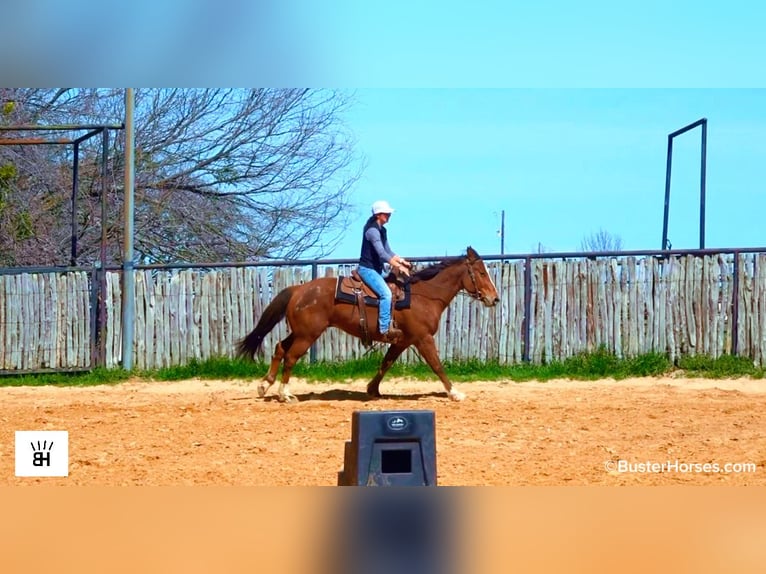 American Quarter Horse Gelding 5 years 15 hh Bay in Weatherford