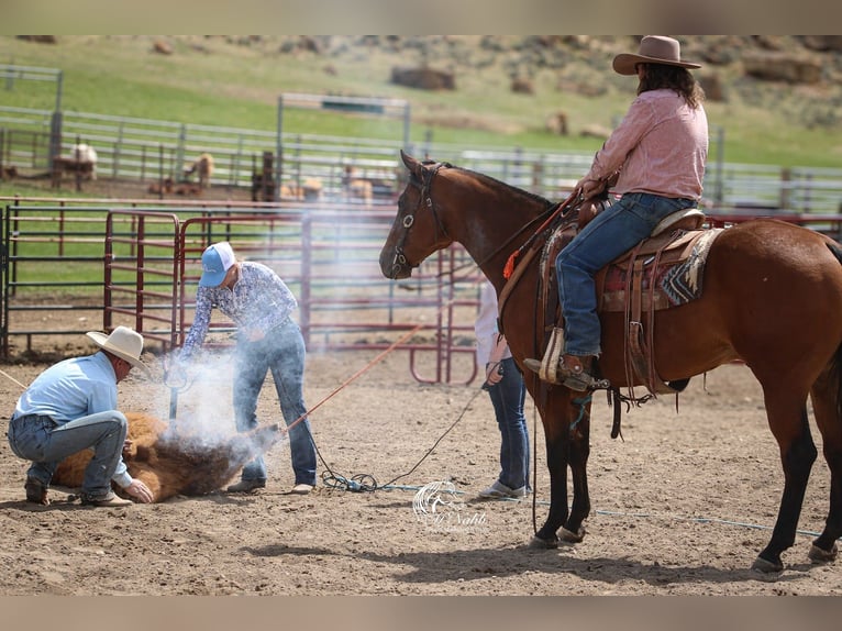 American Quarter Horse Gelding 5 years 15 hh Bay in Cody, WY