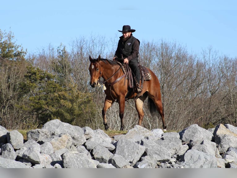 American Quarter Horse Gelding 5 years 15 hh Bay in Rebersburg, PA