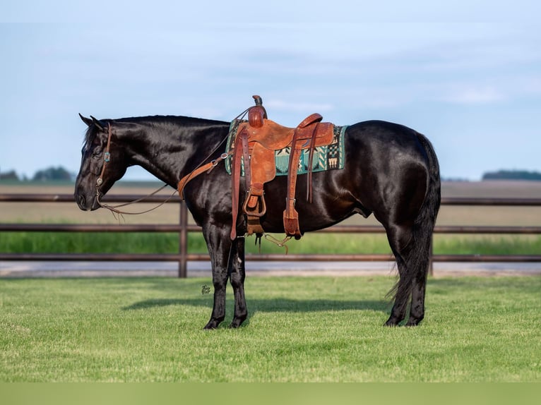 American Quarter Horse Gelding 5 years 15 hh Black in Holland, IA