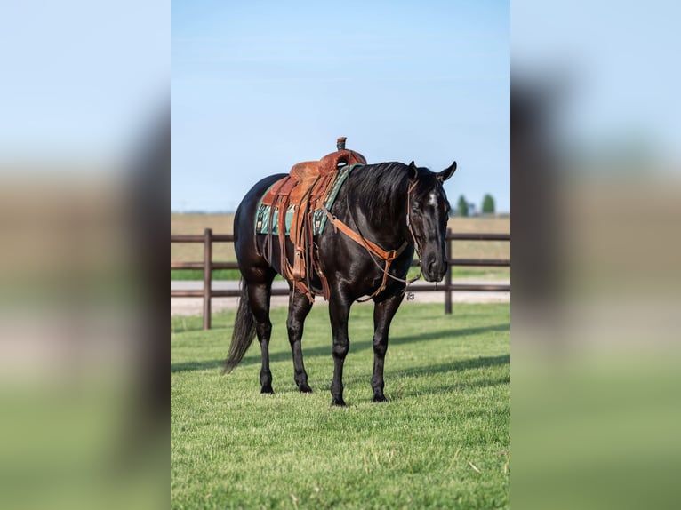 American Quarter Horse Gelding 5 years 15 hh Black in Holland, IA