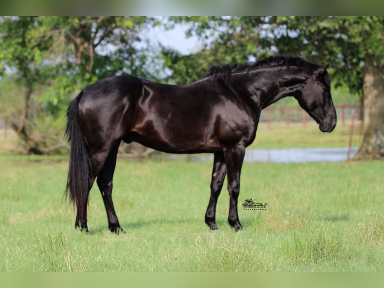 American Quarter Horse Gelding 5 years 15 hh Black in Canton, TX