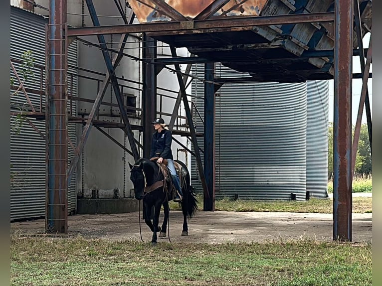 American Quarter Horse Gelding 5 years 15 hh Black in Jacksboro Tx