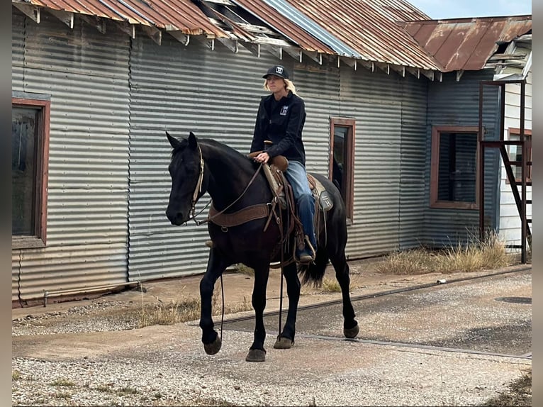 American Quarter Horse Gelding 5 years 15 hh Black in Jacksboro Tx