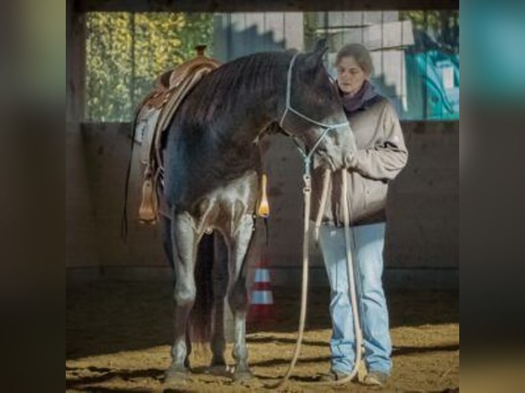 American Quarter Horse Gelding 5 years 15 hh Black in Radolfzell am Bodensee