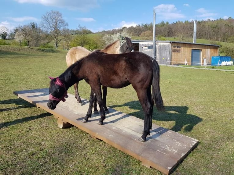 American Quarter Horse Gelding 5 years 15 hh Black in Radolfzell am Bodensee