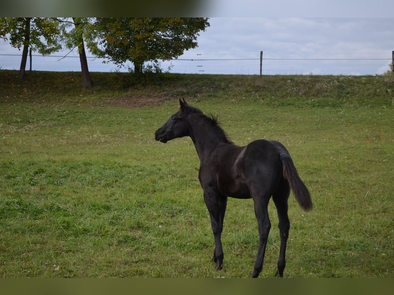 American Quarter Horse Gelding 5 years 15 hh Black in Radolfzell am Bodensee