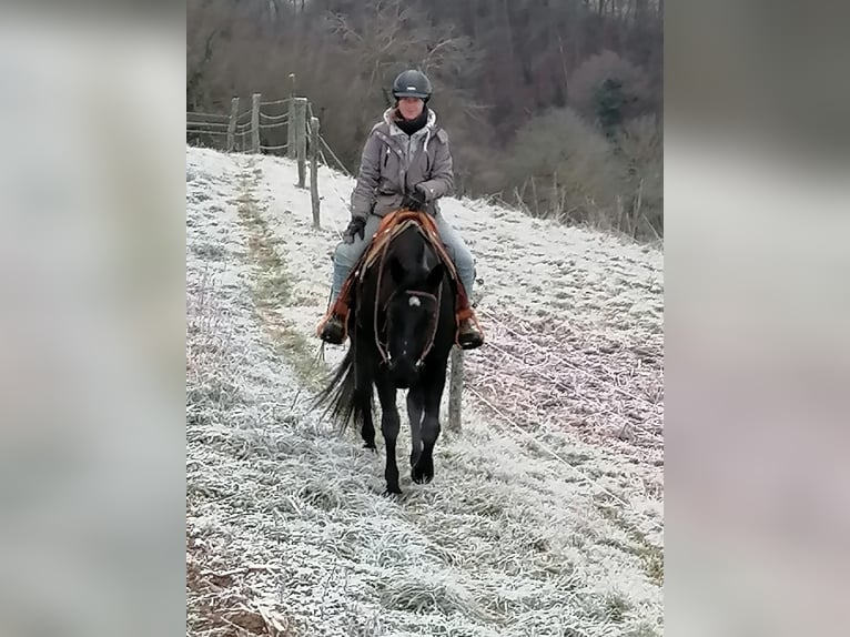 American Quarter Horse Gelding 5 years 15 hh Black in Radolfzell am Bodensee