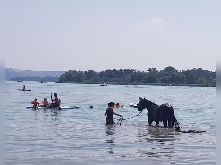 American Quarter Horse Gelding 5 years 15 hh Black in Radolfzell am Bodensee