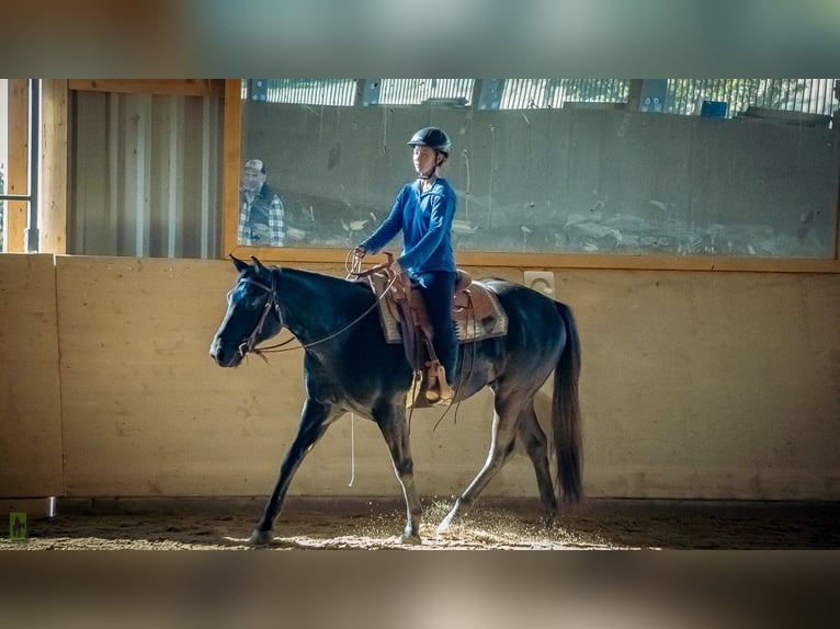 American Quarter Horse Gelding 5 years 15 hh Black in Radolfzell am Bodensee