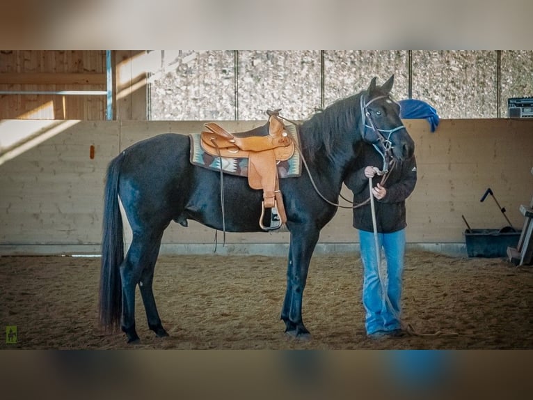 American Quarter Horse Gelding 5 years 15 hh Black in Radolfzell am Bodensee