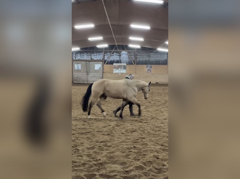American Quarter Horse Gelding 5 years 15 hh Buckskin in Oetzen