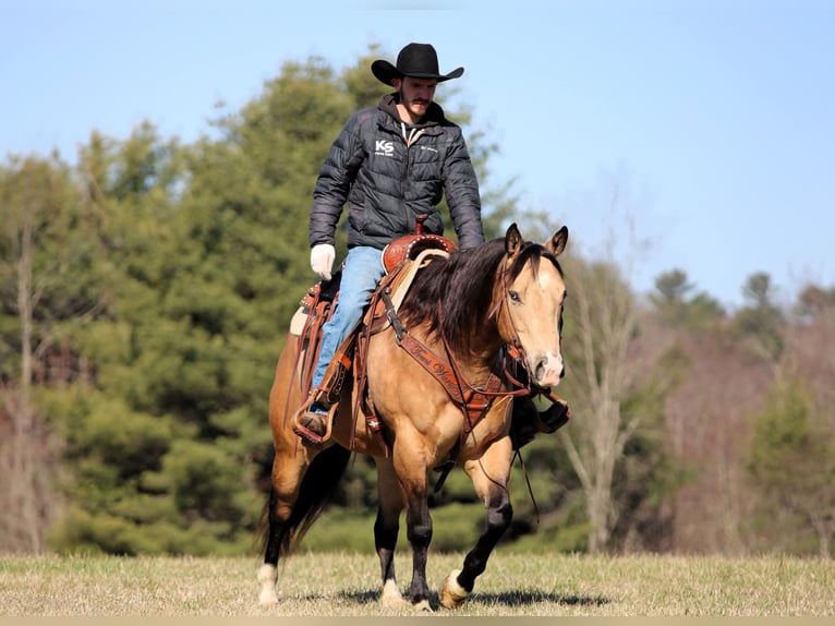 American Quarter Horse Gelding 5 years 15 hh Buckskin in Clarion