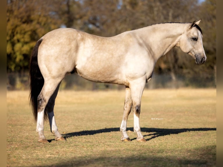American Quarter Horse Gelding 5 years 15 hh Buckskin in Decatur