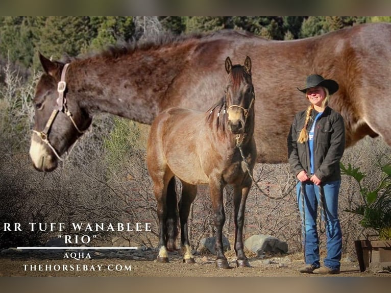 American Quarter Horse Gelding 5 years 15 hh Buckskin in Larkspur, CO