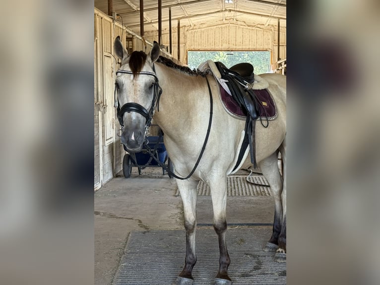 American Quarter Horse Mix Gelding 5 years 15 hh Buckskin in Weatherford, TX