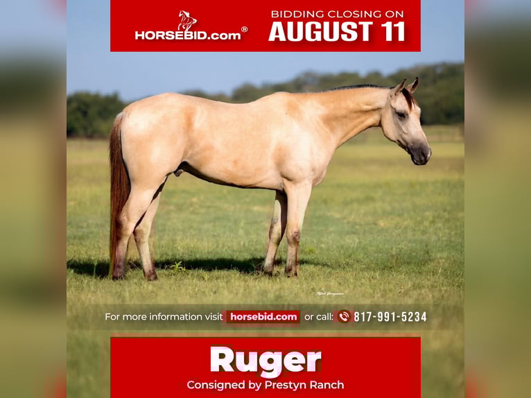 American Quarter Horse Mix Gelding 5 years 15 hh Buckskin in Weatherford, TX