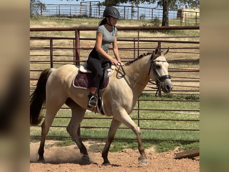 American Quarter Horse Mix Gelding 5 years 15 hh Buckskin in Weatherford, TX