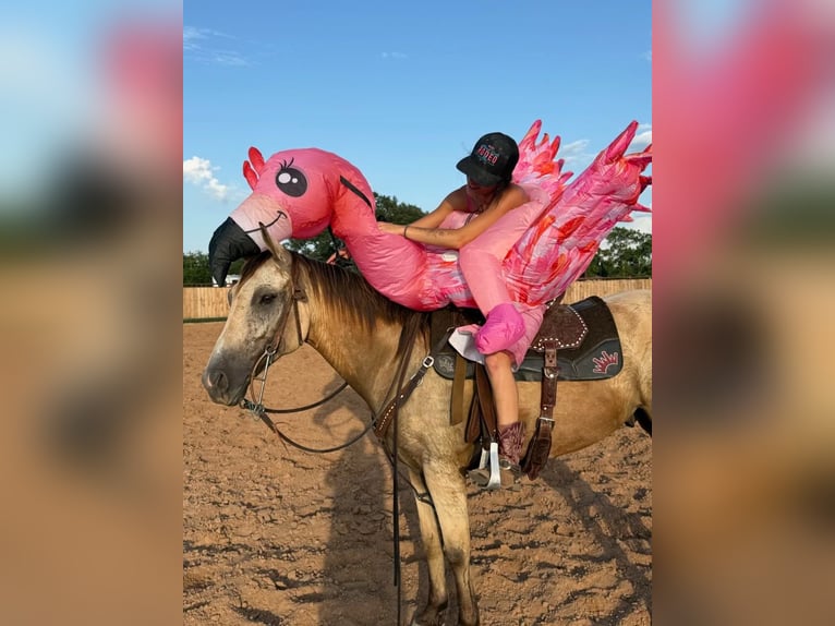 American Quarter Horse Mix Gelding 5 years 15 hh Buckskin in Weatherford, TX