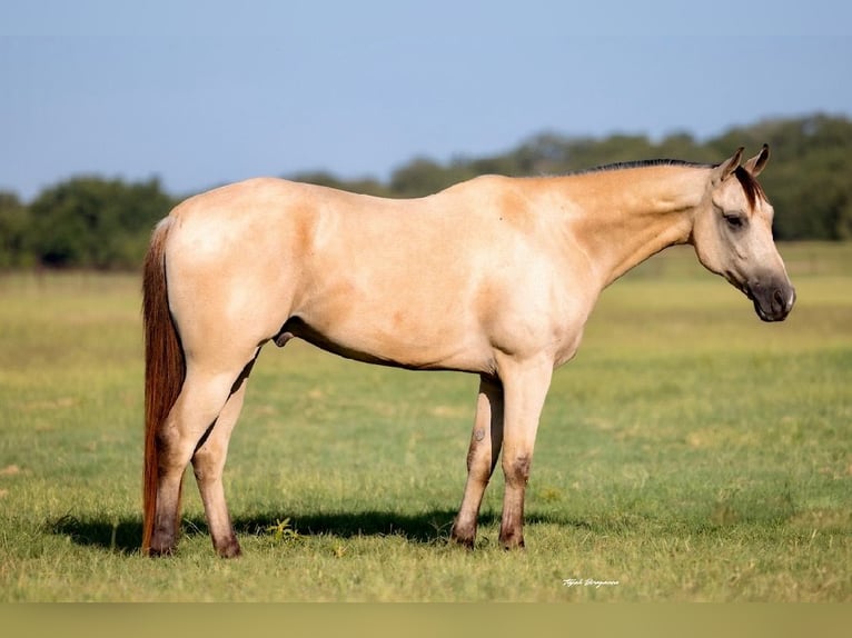 American Quarter Horse Mix Gelding 5 years 15 hh Buckskin in Weatherford, TX