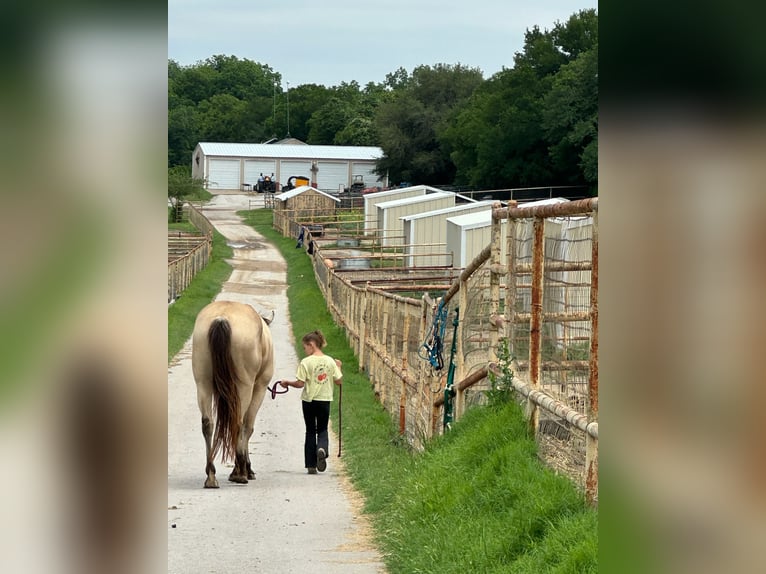 American Quarter Horse Mix Gelding 5 years 15 hh Buckskin in Weatherford, TX