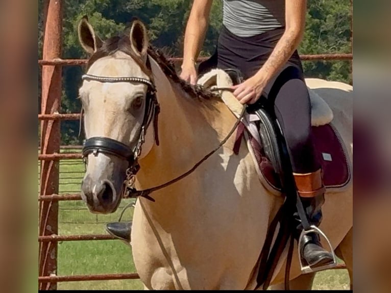 American Quarter Horse Mix Gelding 5 years 15 hh Buckskin in Weatherford, TX