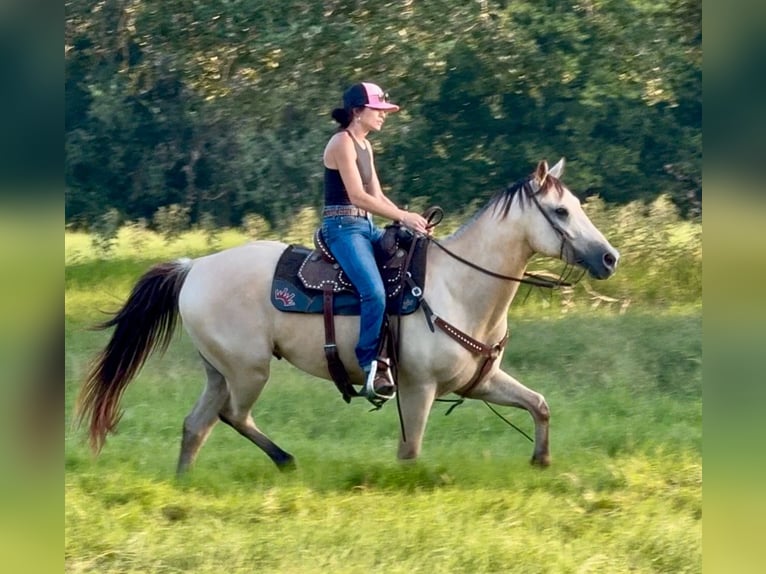 American Quarter Horse Mix Gelding 5 years 15 hh Buckskin in Weatherford, TX